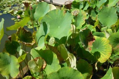 P1150788