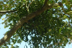 P1150804