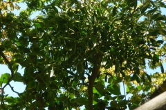 P1150806