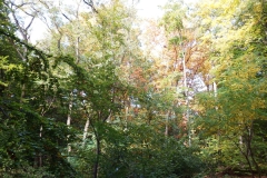DSCF7567