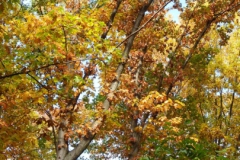 DSCF7568