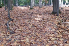 DSCF7569