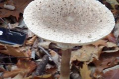 DSCF7581
