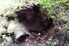 DSCF7459